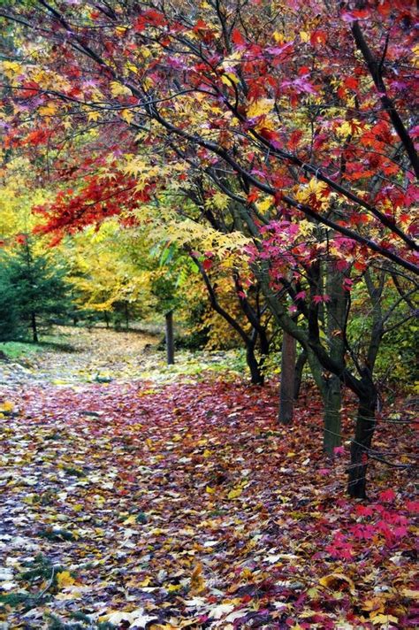 Autumn Paradise 2 By Citizenfresh On Deviantart