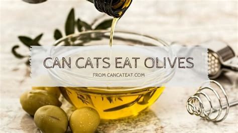 Can my cat eat that? 14 Reasons You Should be Talking About Can Cats Eat Olives