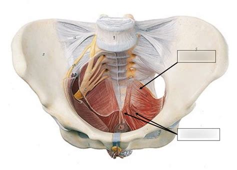 Pelvic Floordiaphragm Diagram Diagram Quizlet