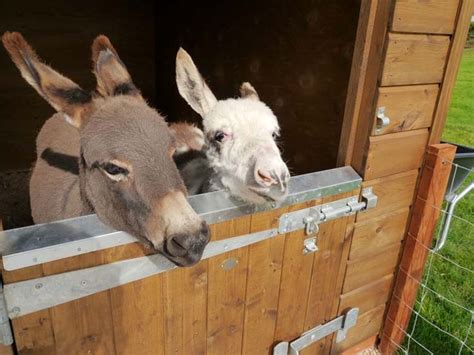 Dinki Donkey House Prime Stables Horse Barn Designs Donkey Shelter
