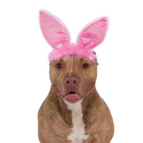 18 Excited Rabbit Ears For Puppies Picture Ukbleumoonproductions