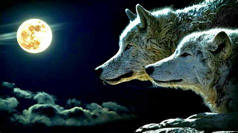Wolf Howling In The Night Sound Effect Youtube