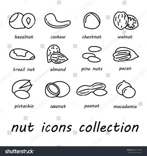 Vector Nut Icons Collection Stock Vector Royalty Free 582317884