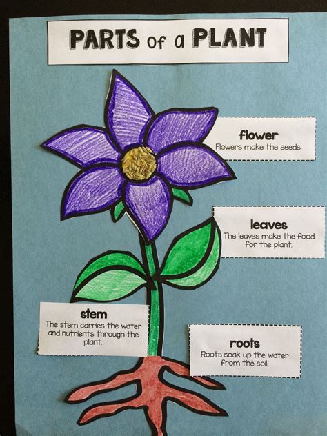 Parts Of A Plant Labeling Activity And Craft Labeling Activities