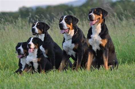 How Much Do Greater Swiss Mountain Dogs And Puppies Cost