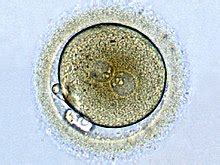 Conventionally, a zygote is considered to be formed the moment that a spermatozoum, penetrates the cell membrane of the ovum and yields its genetic material into the ovum. zygote - WikiWoordenboek