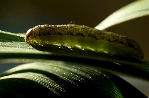 Little Green Caterpillar By Jenni77 Redbubble