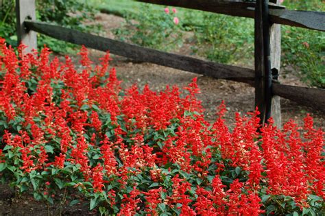 How To Grow Red Salvia Salvia Plants Sustainable Garden Salvia