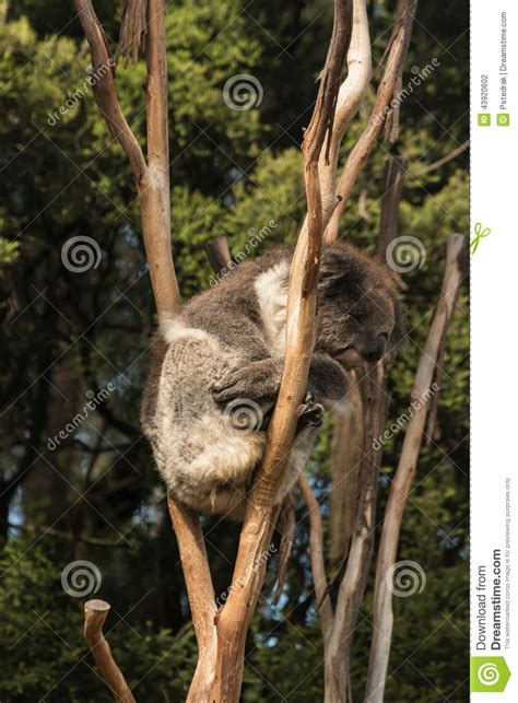 Sleeping Koala Stock Photo Image Of Cute Protected