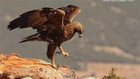 A pesar de ser extirpada de algunos. Vida y costumbres del águila real (Aquila chrysaetos ...