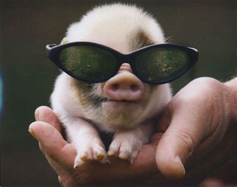 Pennywell Farms Piggy With Glasses Animated Love Images Funny Images