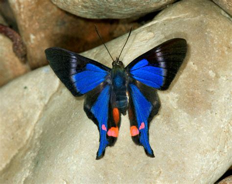 Moths are similar creatures and their differences abound. Butterflies - Strange but True
