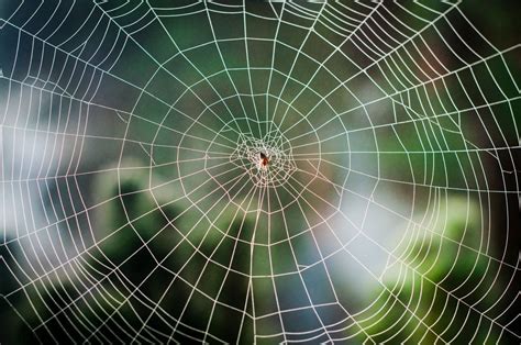 14 Of The Most Elaborate Spider Webs Ever Found In Nature Geometry In