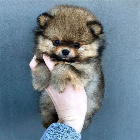 Castle Tops Pomeranians Puppies For Sale