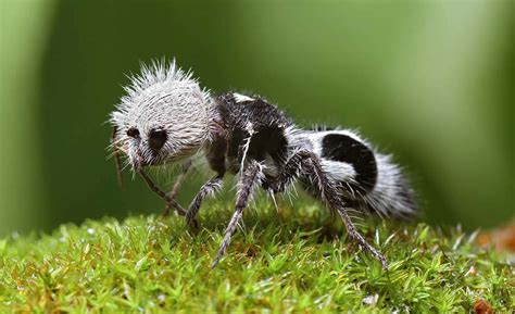 Panda Ant Amazing Zoology