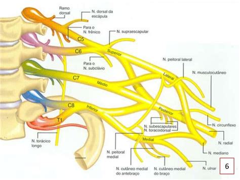 Nervo Dorsal Da Escápula