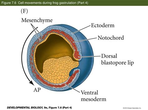 Ppt Figure 72 Cleavage Of A Frog Egg Powerpoint Presentation Free Download Id2368279