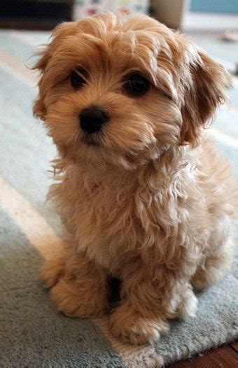 Top 5 Dogs That Are Ideal For Small Apartments Dog