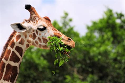 Giraffe Eating Leaves Reticulated Giraffe Eating A Tree Branch With