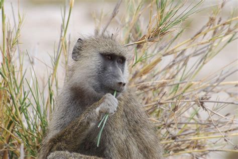 En for example, network analyses in female chacma baboons (papio hamadryas ursinus) revealed important dynamic changes across seasons. Baboons have Goldilocks group size, SBU's Markham finds ...
