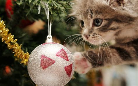 Free Download Christmas Cat Wallpapers 2560x1600 For Your Desktop