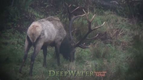 7 Point Bull Elk Wapiti Kapowsin Washington Youtube