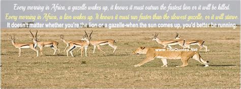 Every morning in africa, a gazelle wakes up, it knows it must outrun the fastest lion or it will be killed. African Proverbs | TheQuotes.Net - Motivational Quotes