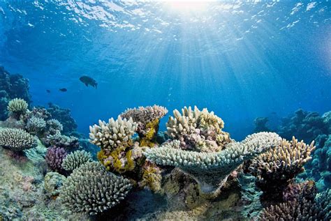 Study Projects Unprecedented Loss Of Corals In Great