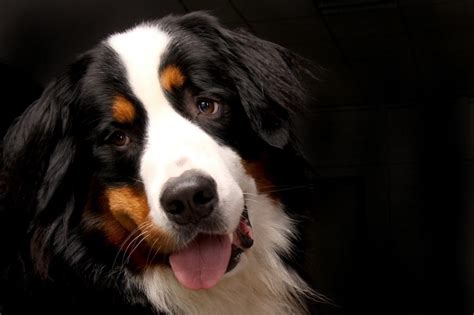 What Is The Bernese Mountain Dog Lifespan Canna Pet