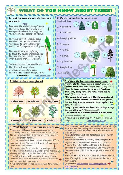 What Do You Know About Trees Esl Worksheet By Tmk939