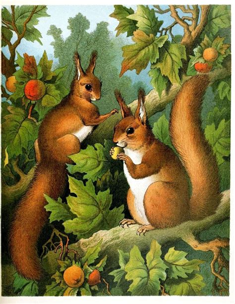 Animal Woodland Squirrel Squirrel Illustration
