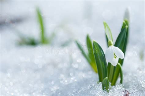 Beautifull Snowdrop Flower Growing In Snow In Early Spring Forest Stock