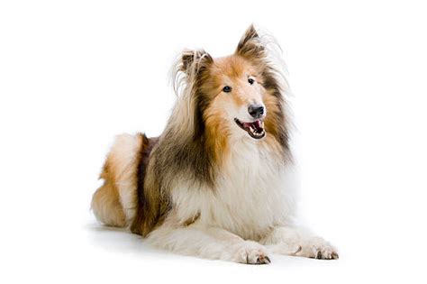 Shetland Sheepdog Isolated Stock Photos Pictures And Royalty Free Images