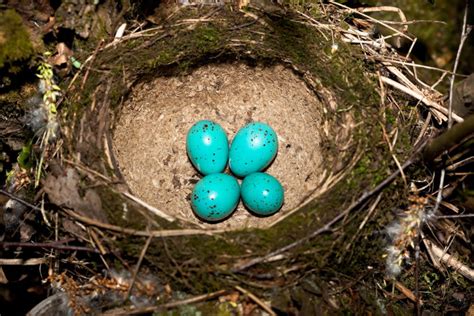 Bird Nests 101 Identifying Different Types Of Birds Nests Earth Life