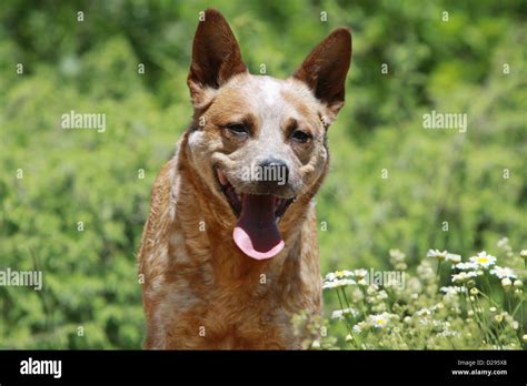Red Australian Cattle Dog Hi Res Stock Photography And Images Alamy
