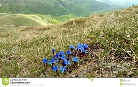 Blue Flowers On Mountainside Stock Photo Image Of Blooming