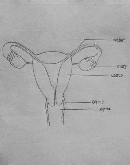 Draw It Neat How To Draw Female Reproductive System Biology