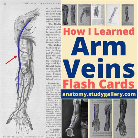 Arm Veins Flashcards Phlebotomy Notes Vein Flashcards Etsy Uk Arm