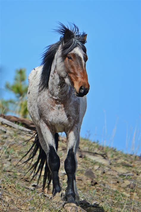 Medium size of coloring pages mustang horse drawings di45e84bt coloring pages mustang horse drawings horses paint horse coloring pages 17 free horse coloring pages from mustangs to lipizzaners horse coloring book pages. Pin on Wild Horses, Mustangs