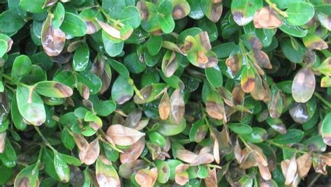 Best Management Practices For Boxwood Blight The Farm At Green Village