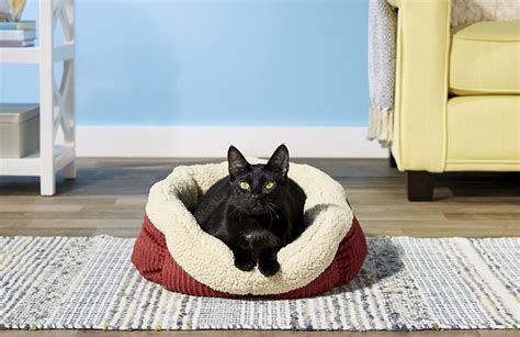 The 11 Best Heated Cat Beds For Indoor And Outdoor Use