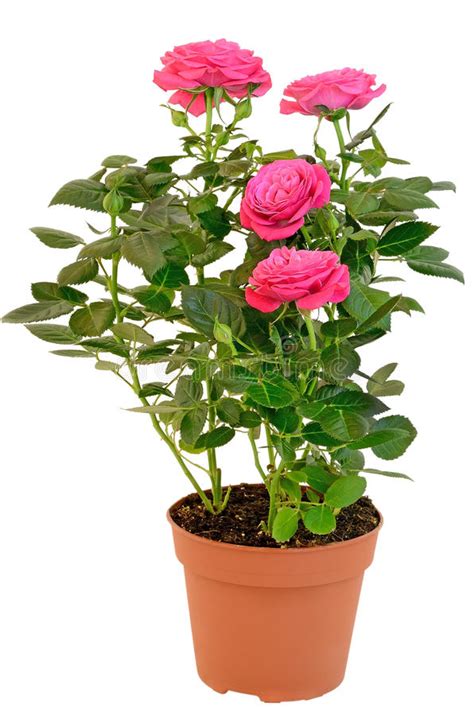 Pink Rose In The Flower Pot Stock Image - Image of potted, ornamental