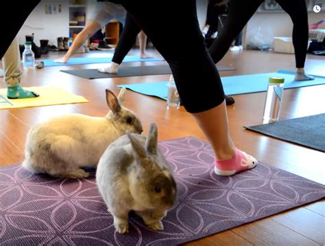 Bunny Yoga With Rabbits Is A Real Thing Now Bunny Yoga Fitness