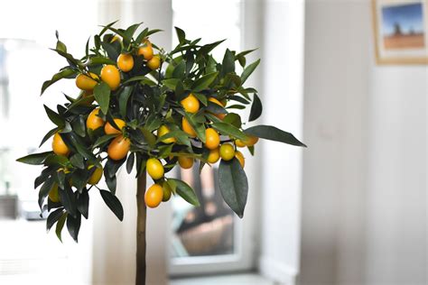 When Life Gives You Lemons Grow Them Indoors Espoma