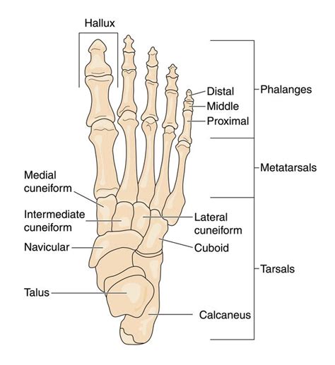 Right Foot Bones