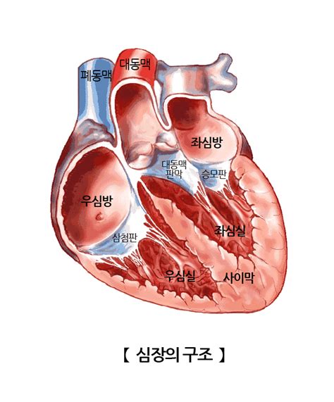 우심실 인체정보 의료정보 건강정보 서울아산병원