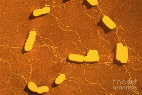 Colony Of Listeria Monocytogenes Bacteria Photograph By A Dowsett