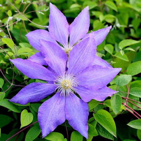 Buy Clematis Group 2 Clematis Lasurstern £1699 Delivery By Crocus