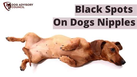 062023 Black Spots On Dogs Nipples When To Worry About It
