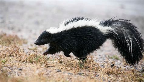 Striped Skunk The Animal Facts Appearance Diet Habitat Behavior